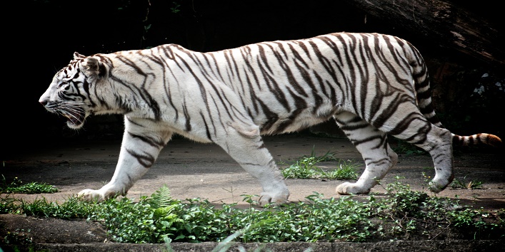 तमिल भाषा समझता है यह बाघ, जानिए इसके बारे में