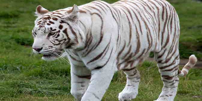 udaipurchennaiwhite-tigerwhite-tiger-understands-only-tamil1