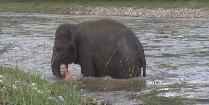 पानी में डूबते एक शख्स को बचाया हाथी के बच्चे ने, देखिए वीडियो