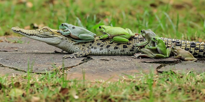 five-frogs-riding-a-crocodile1