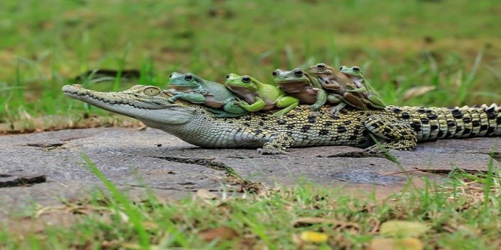 five-frogs-riding-a-crocodile2