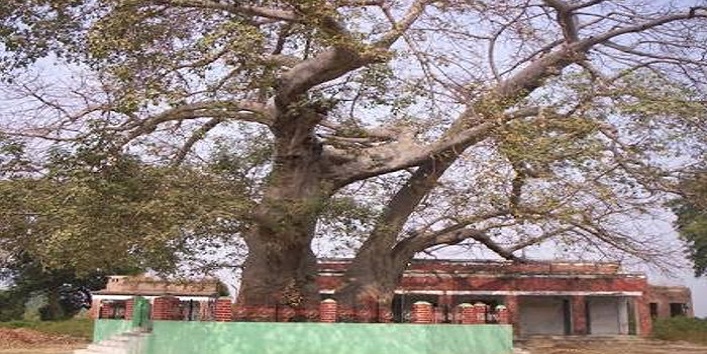 banyan-tree-at-punjab1