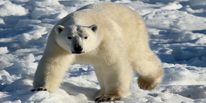 polar_bear1