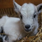 2-months-old-baby-female-goat