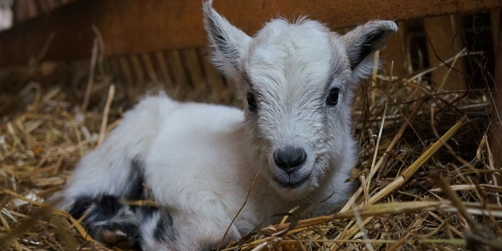 2-months-old-baby-female-goat