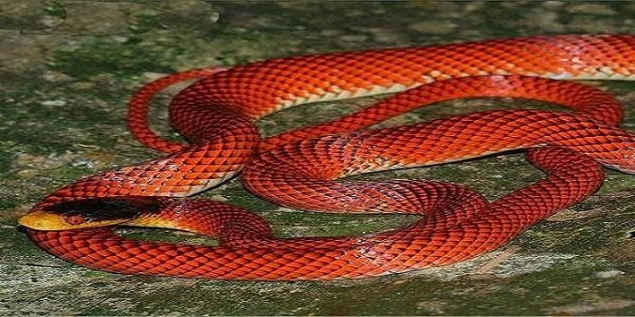 banded-kukri-snake1