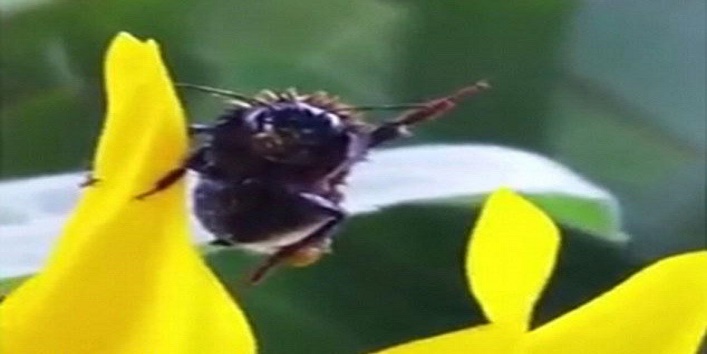 जान बचाने पर मधुमक्‍खी ने हाथ हिलाकर कहा ‘शुक्रिया’, देखें वीडियो