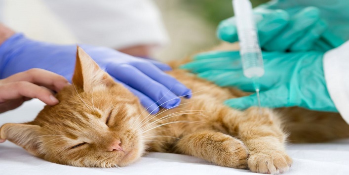 इलाज करने पर हुई बिल्ली की मौत, डॉक्टर पर लगा 2.5 करोड़ का जुर्माना