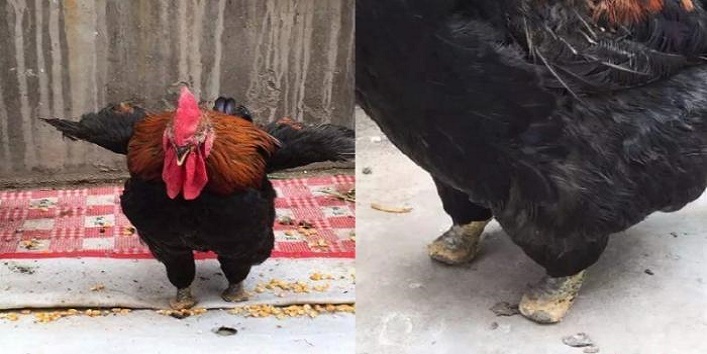 “बिना पैरों” के चलने वाला मुर्गा आपने कभी नहीं देखा होगा, जानिए इसके बारे में