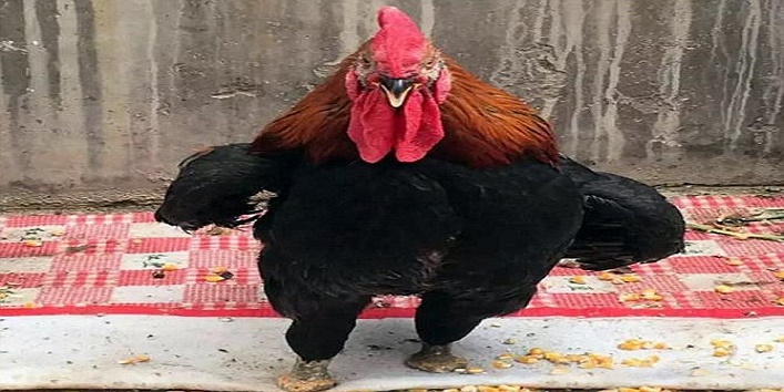 chicken-without-legs1