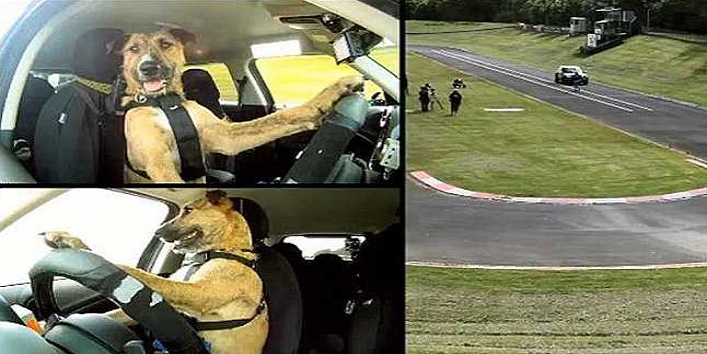drive-the-car-dog1