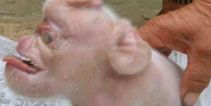 pig-born-monkey-face1