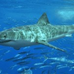 Big-Fish1