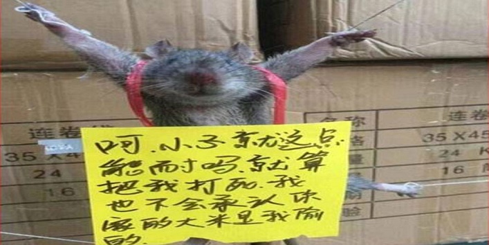 चूहे को किया चोरी के इल्जाम में गिरफ्तार, दी गई सजा