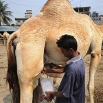camel-milk