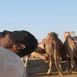 camel-milk1