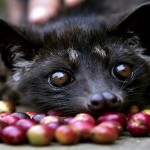 Indonesians Farm Civet Cats To Produce World’s Most Valuable Coffee