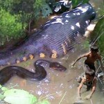 child-eat-snake