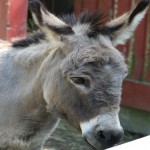 donkey-panna-lal1