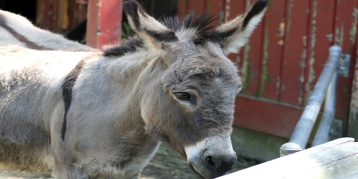 donkey-panna-lal1