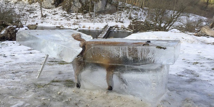 fox-frozen ice