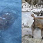 fox-frozen-ice