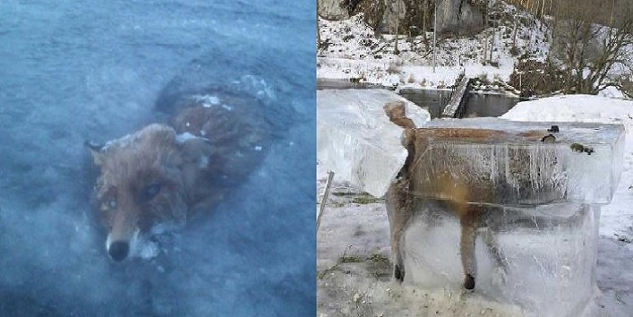 ठंड के कारण जिंदा ही बर्फ में जम गई एक लोमड़ी, देखने वालों के उड़े होश
