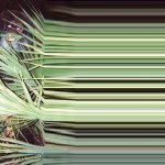 myakka skunk ape1