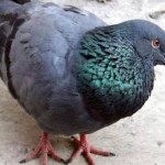 rare-pigeon-found-in-uttarakhand