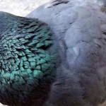 rare-pigeon-found-in-uttarakhand1