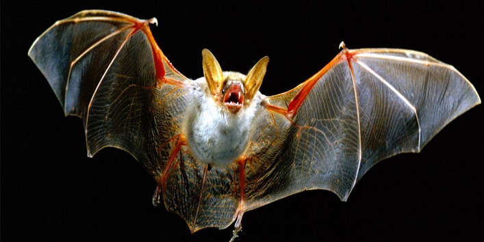 vampire-bats1