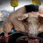 Pigs-of-God-festival