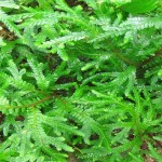 Sanjeevani-Plant-at-Coorg