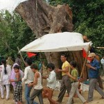 amazing-tree-in-mp