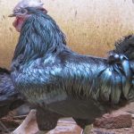 ayam cemani