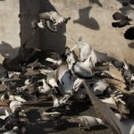 pigeons