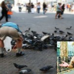 pigeons1