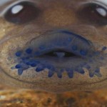 singing frog