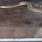 snake-entered-temple-and-worshiped1