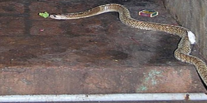 snake-entered-temple-and-worshiped1