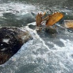 submerged-in-alaska
