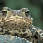 frog
