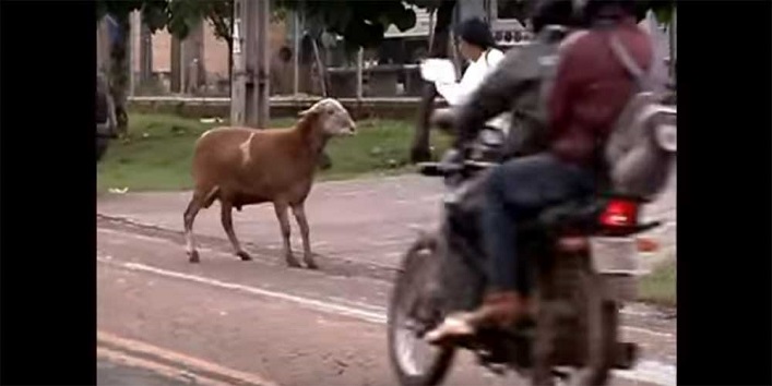 वीडियो – शहर का डॉन है यह बकरा, देखें इसकी दबंगई