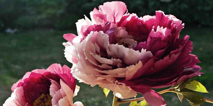 जादुई फूल – शादी में रूकावट बन रही सभी समस्याओं को खत्म कर देता है यह फूल