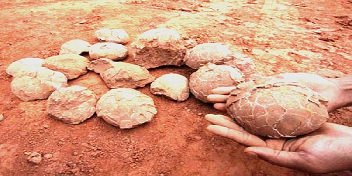 सड़क की खुदाई में मिले हजारों वर्ष पुराने डायनासोर के अंडे, लोग हुए चकित