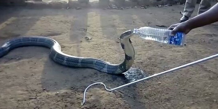 वीडियो – पुलिस वाले ने बोतल से पानी पिला बुझाई किंग कोबरा की प्यास