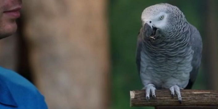 अनोखा तोता – 200 तरह की आवाजें निकाल लेता है यह तोता, देखें वीडियो