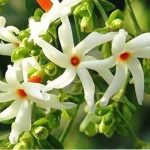 flower4
