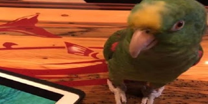 वीडियो – गाना गाने और वीडियो बनवाने का शौकीन है ये अनोखा तोता