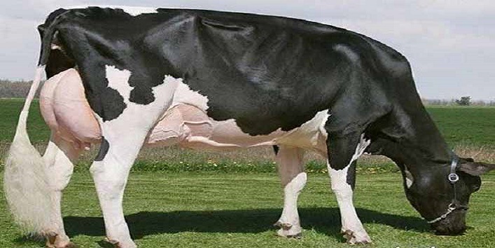 यह है दुनिया की सबसे महंगी गाय, कीमत 22 करोड़ रूपए